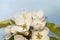 White apple flowers wet from raindrops. beautiful spring background