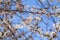 White Apricot blossom cherry Peach Blossom flowering. close up