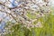 White Apricot blossom cherry Peach Blossom flowering. close up