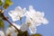 White apricot flowers