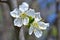 White apricot flowers