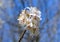 White apricot flowers