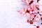 White apricot flowers on a pink background. Annual New Year