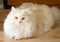 White and Apricot Persian Ragdoll Cat Lying Down Looking Up