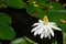 White Aquatic Flower and Plant - Alone