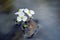 White aquatic plant flower on the opaque blue lake