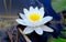 White aquatic plant of the water lily family floating on the water close-up