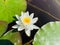 White aquatic plant of the water lily family floating on the water close-up