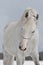 White arab horse