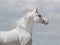 White arab horse