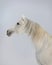 White arab horse