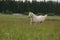 White arab horse in summer field