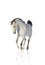 White arab stallion