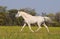 White arabian horse