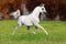 White arabian horse