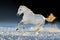 White arabian horse