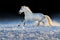 White arabian horse