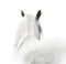 White arabian horse