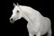 White arabian horse on black backgroud