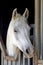 White Arabian Horse Closeup