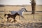 White arabian horse with colt