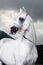 White arabian horse on the dark background