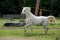 White Arabian Horse on grass