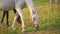 White Arabian horse grazing on green field, small foal near, closeup detail