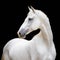 White arabian horse isolated over a white background with clipping path. Full Depth of field. Focus stacking
