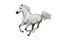 White arabian horse isolated on the white