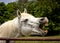 White Arabian horse laughing with teeth exposed