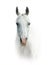 White arabian horse over a white background