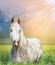 White arabian horse on pasture at sunset