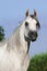 White arabian horse portrait