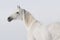 White arabian horse portrait