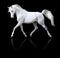 White arabian horse run isolated on black