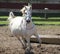White Arabian horse running at liberty