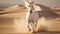 White arabian horse runs gallop in dust desert