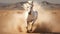 White arabian horse runs gallop in dust desert