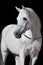 White arabian horse stallion portrait