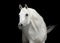 White arabian horse stallion portrait on black