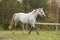 White arabian horse trotting in the forest
