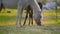 White Arabian horses grazing on green field, detail to head, another brown one behind