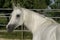 White Arabian mare