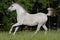 White arabian mare