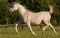 White arabian mare
