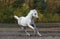 White arabian racehorse galloping in autumn nature background