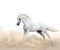 White arabian stallion running in the dust