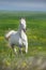 White arabian stallion trotting