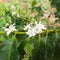 The White Arabica coffee flowers